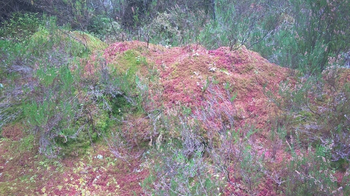 Cors Y Sarnau